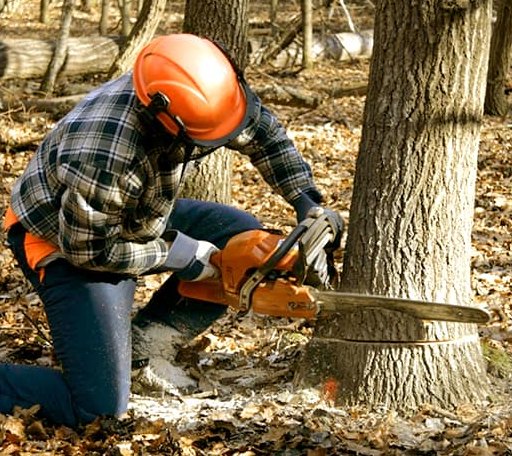 Tree Removal in Hinckley, ME